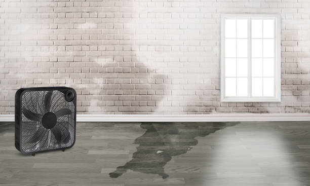 Best 24-hour water damage restoration  in Pahokee, FL